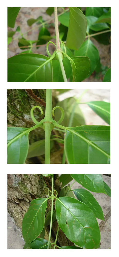 Cat's Claw