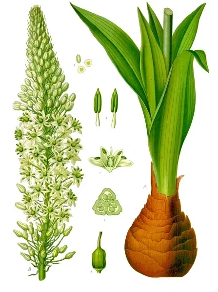 Red Squill