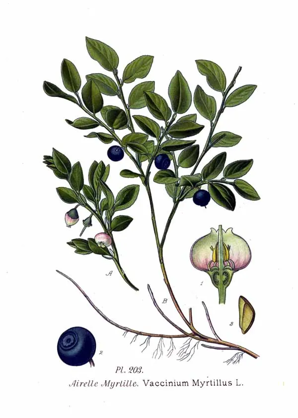 Bilberry