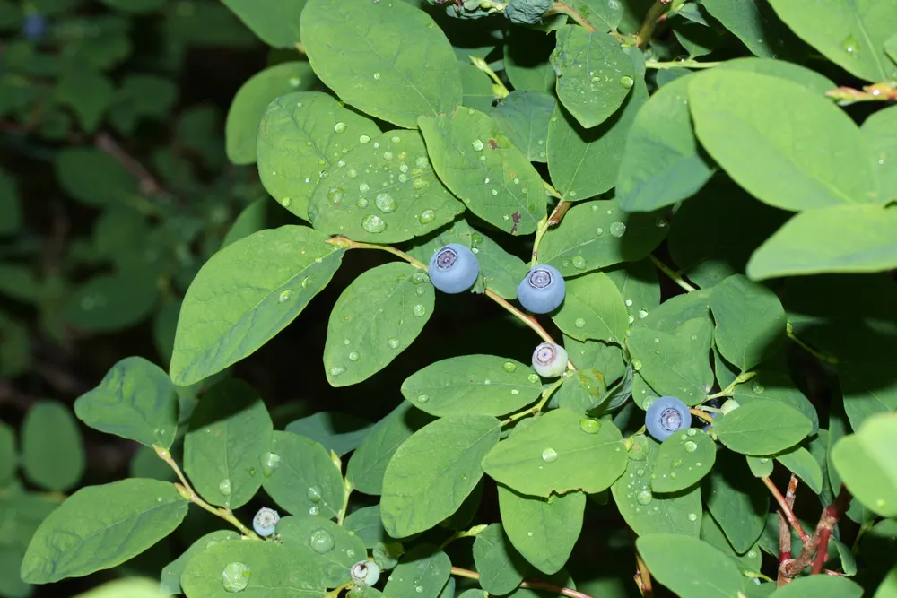 Oval-Leaved Blueberry