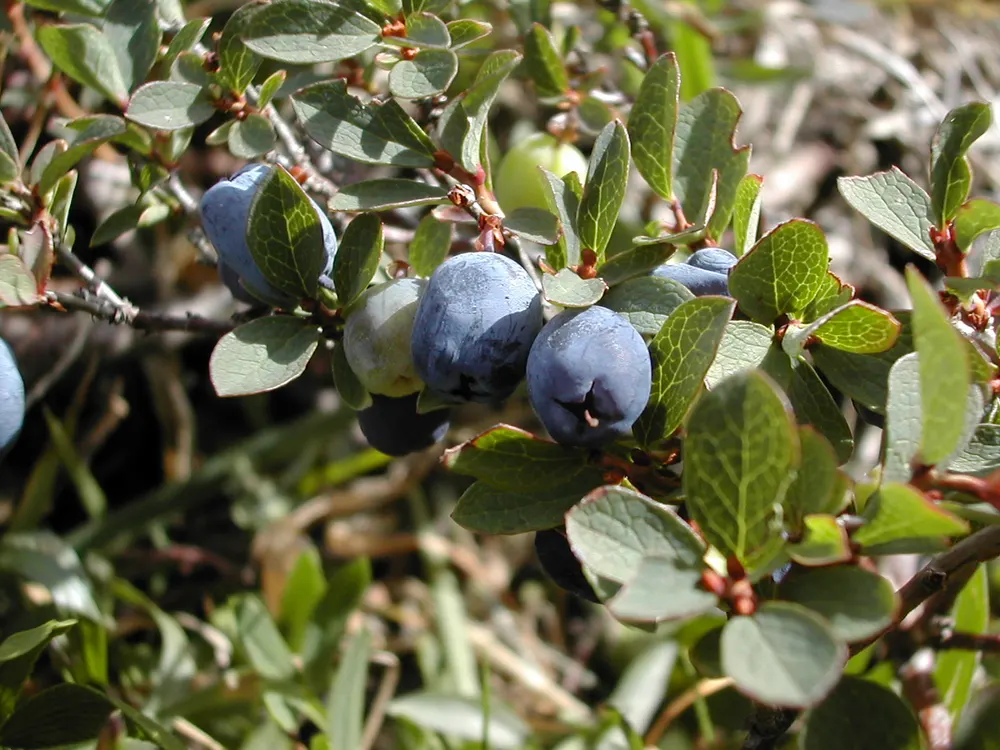 Bog Blueberry