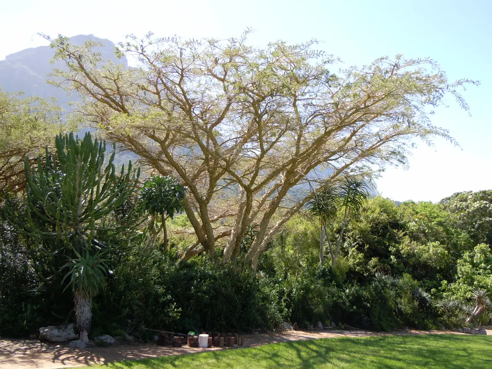 Plant photo