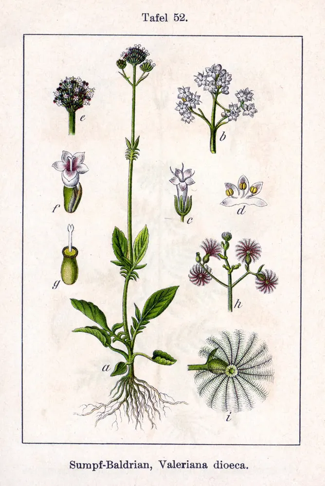 Marsh Valerian