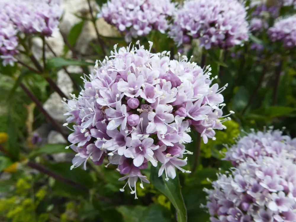 Mountain Valerian