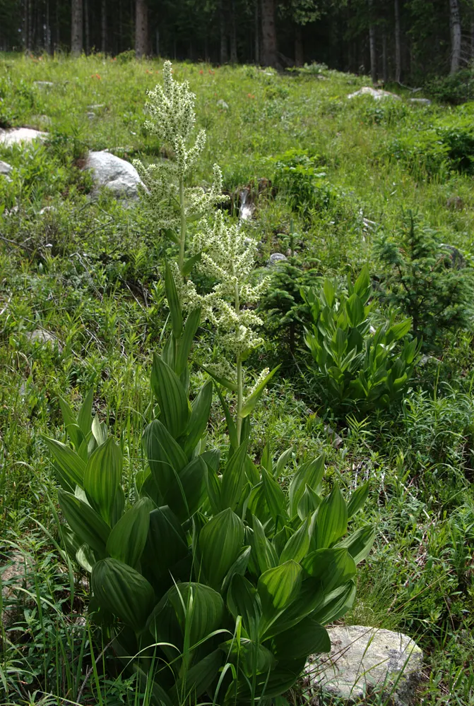 Plant photo