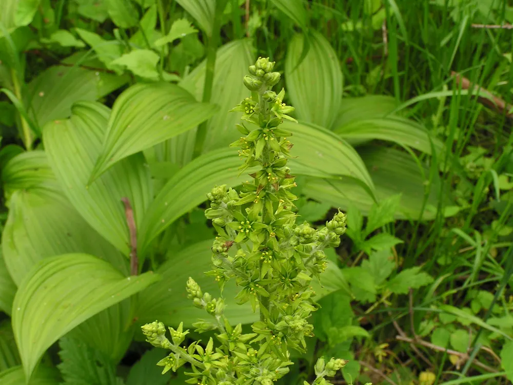 American False Hellebore