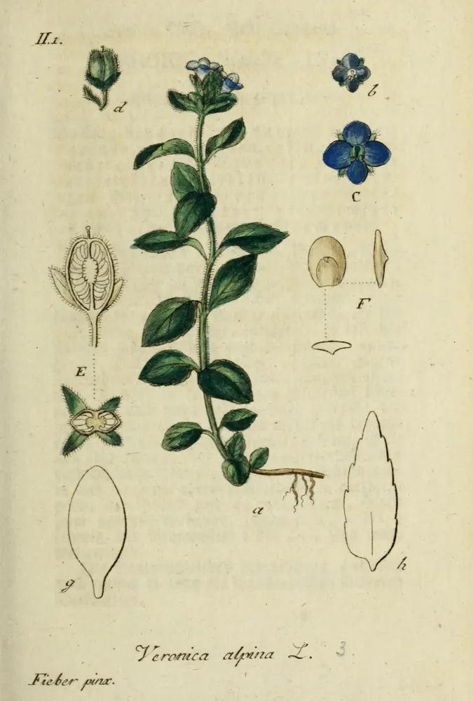 Alpine Speedwell