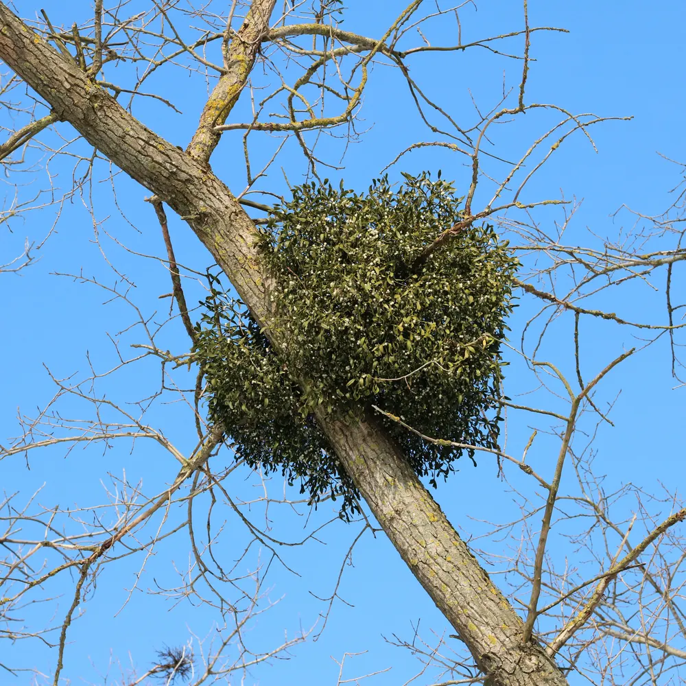 European Mistletoe