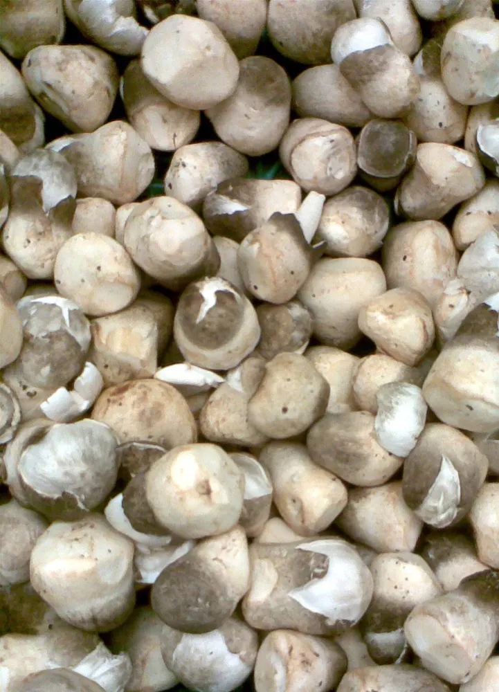 Paddy Straw Mushroom