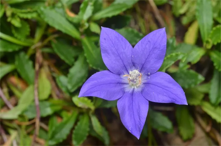 Plant photo