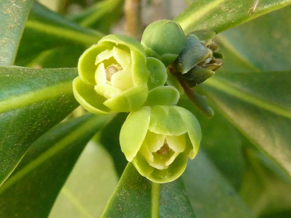 Pepper-Bark Tree