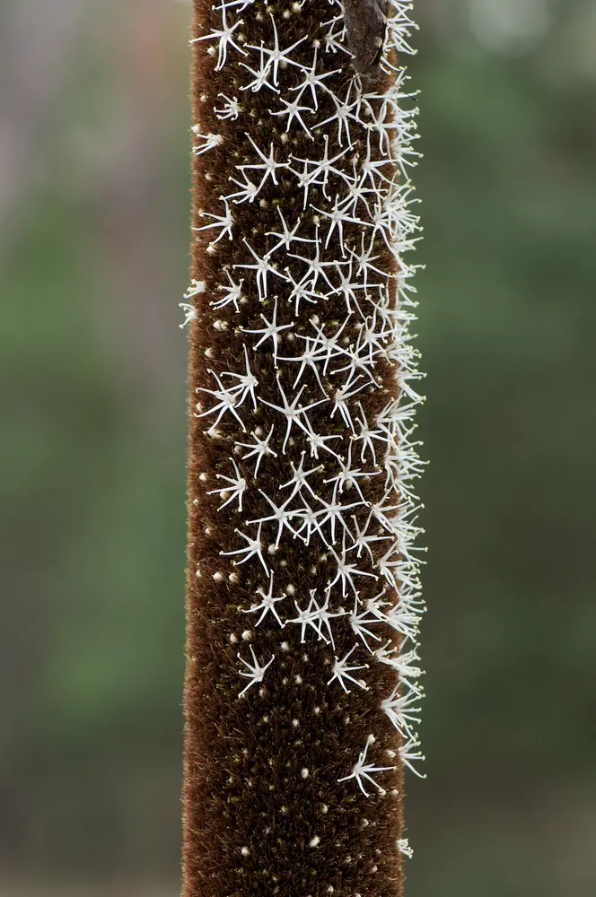 Austral Grass Tree