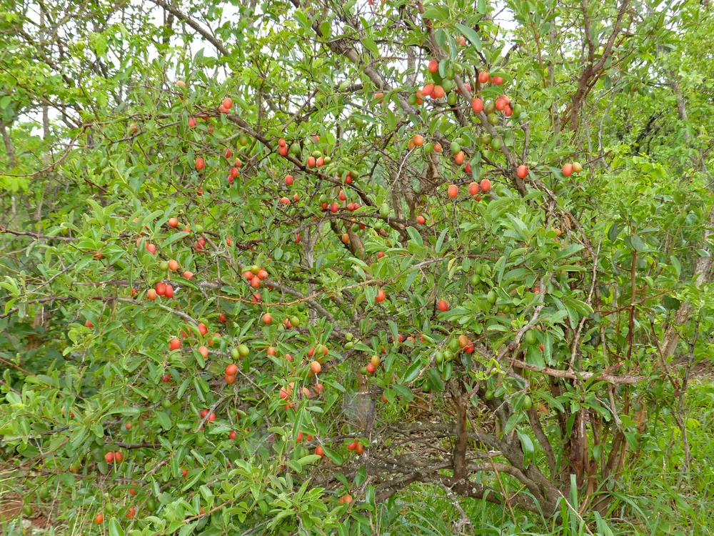 Plant photo