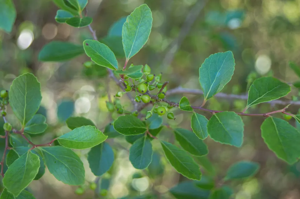 Plant photo