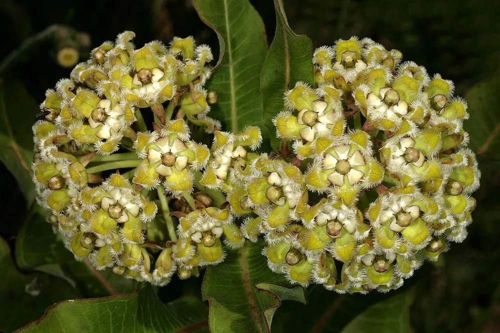 Milk Root