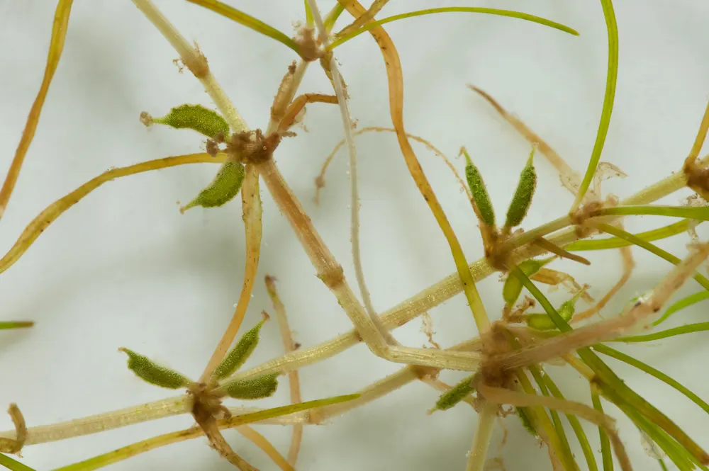 Plant photo