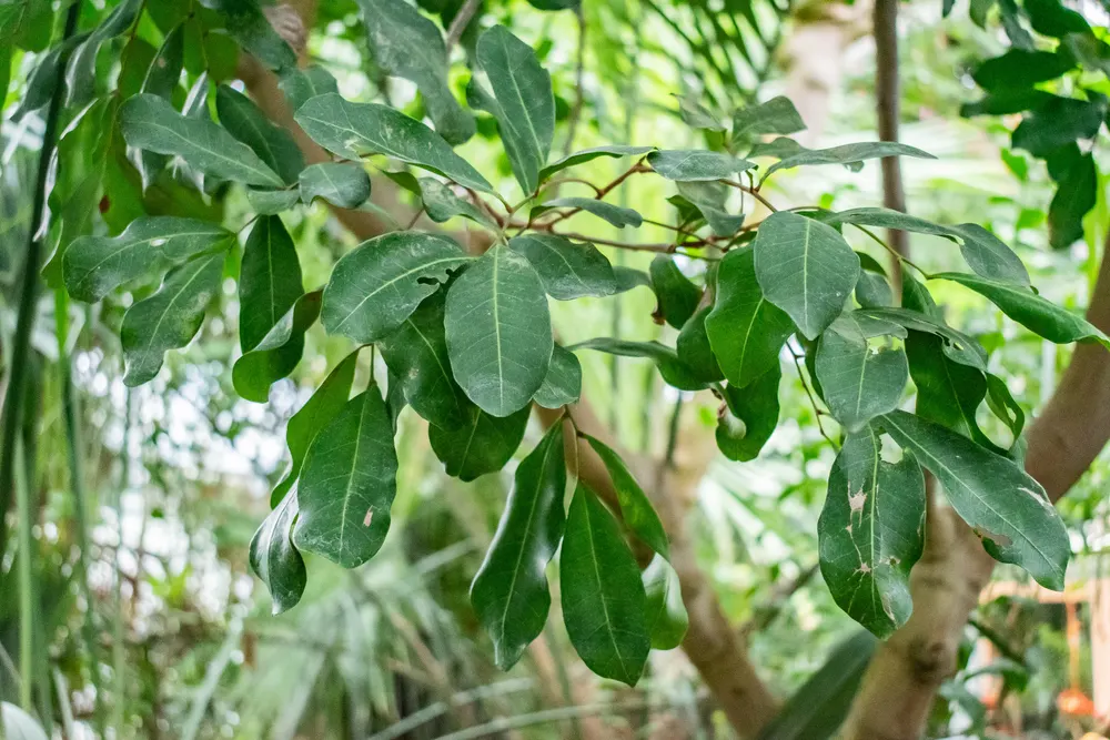Sichuan Pepper
