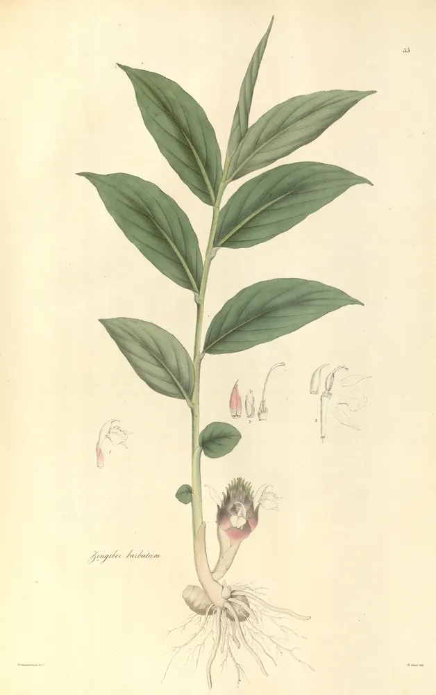 Bearded Wild Ginger