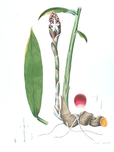 Cassumunar Ginger