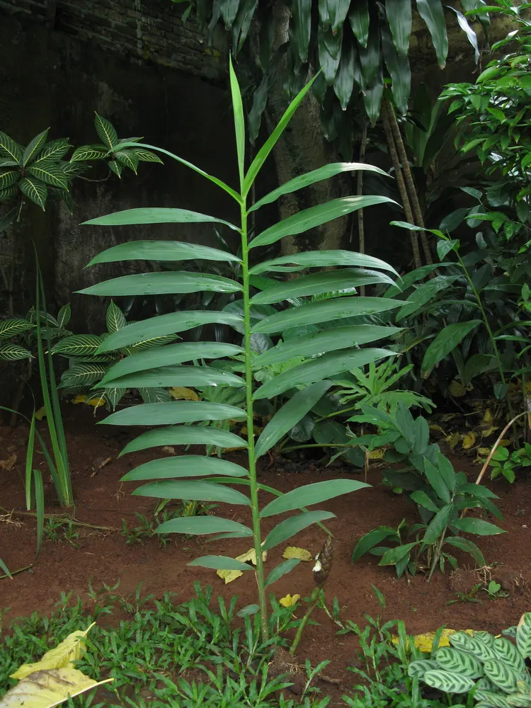 Cassumunar Ginger (Plai)