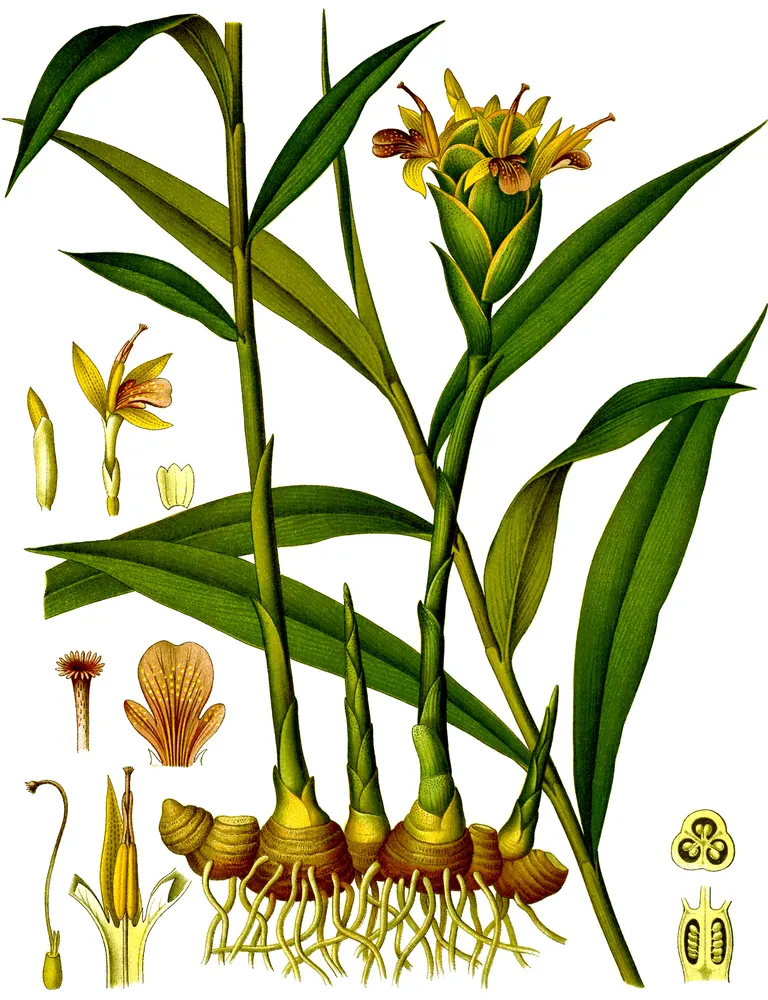 Ginger