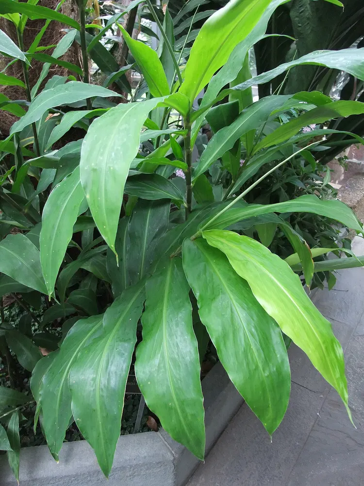 Plant photo
