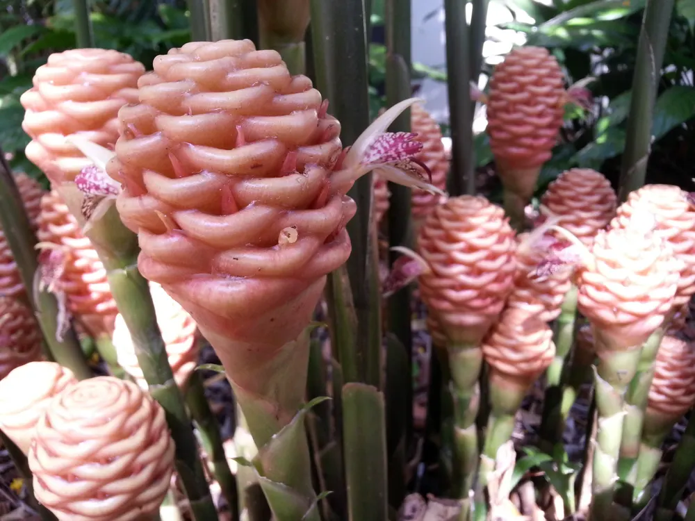 Beehive Ginger