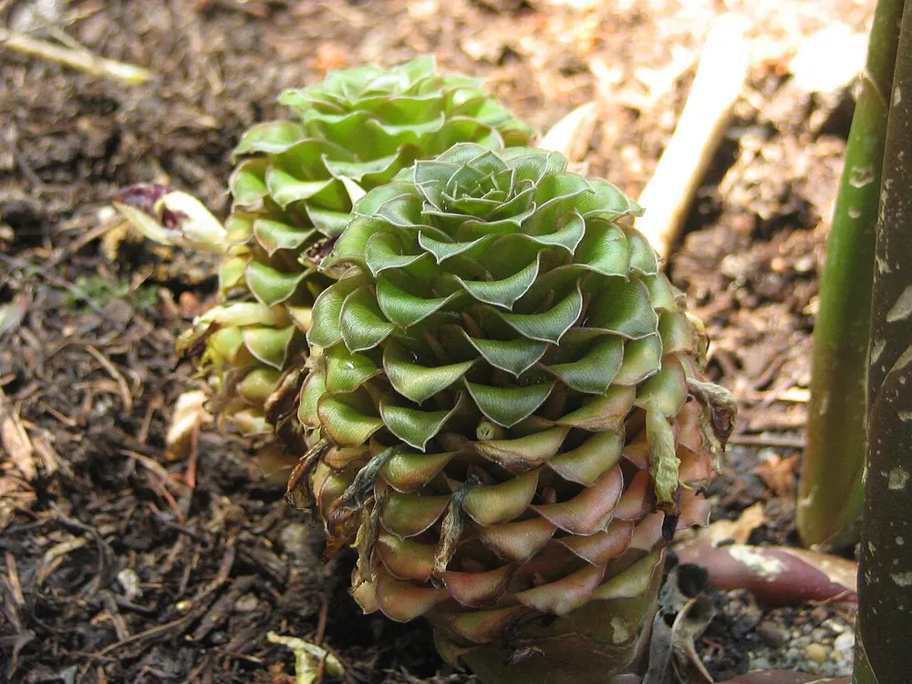 Plant photo