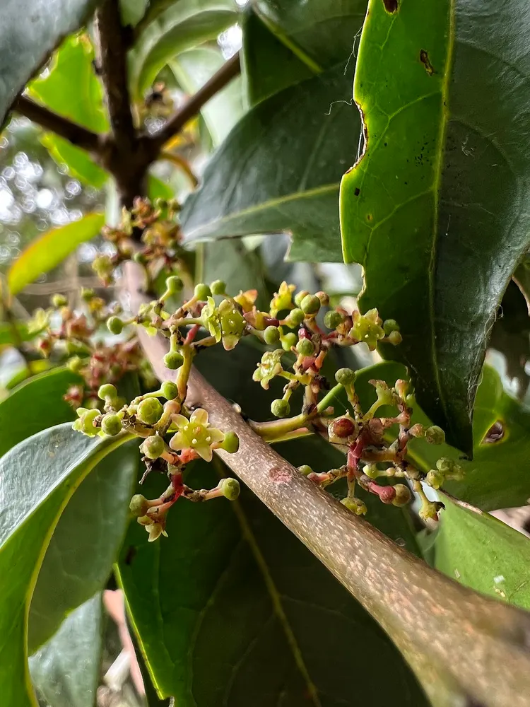 Plant photo