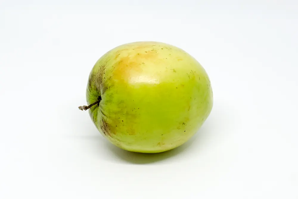 Plant photo