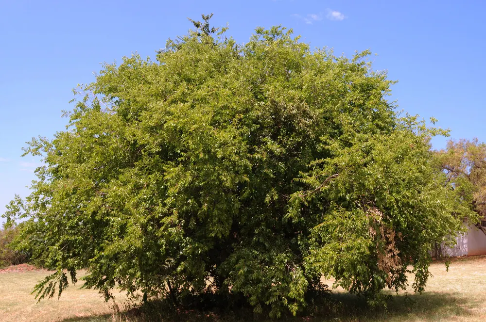 Buffalo Thorn